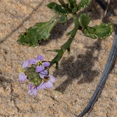 Cakile maritima (Sea Rocket) at Wallagoot, NSW - 31 Aug 2025 by AlisonMilton