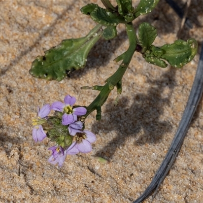 Cakile maritima (Sea Rocket) at Wallagoot, NSW - 31 Aug 2025 by AlisonMilton