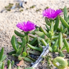 Carpobrotus glaucescens (Pigface) at Wallagoot, NSW - 31 Aug 2025 by AlisonMilton