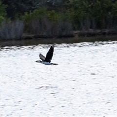 Microcarbo melanoleucos (Little Pied Cormorant) at Wallagoot, NSW - 31 Aug 2025 by AlisonMilton