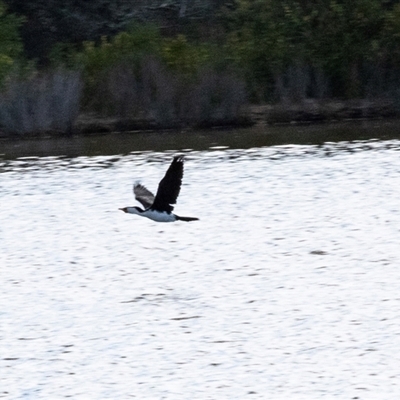 Microcarbo melanoleucos (Little Pied Cormorant) at Wallagoot, NSW - 31 Aug 2025 by AlisonMilton