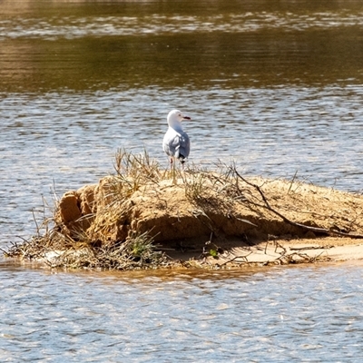 Chroicocephalus novaehollandiae (Silver Gull) at Wallagoot, NSW - 31 Aug 2025 by AlisonMilton
