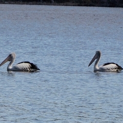 Pelecanus conspicillatus (Australian Pelican) at Wallagoot, NSW - 31 Aug 2025 by AlisonMilton