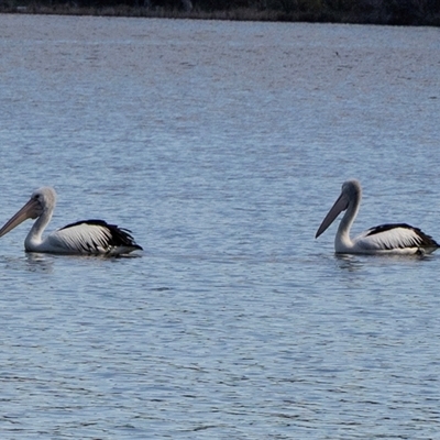 Pelecanus conspicillatus (Australian Pelican) at Wallagoot, NSW - 31 Aug 2025 by AlisonMilton