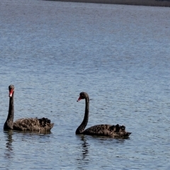 Cygnus atratus (Black Swan) at Wallagoot, NSW - 31 Aug 2025 by AlisonMilton