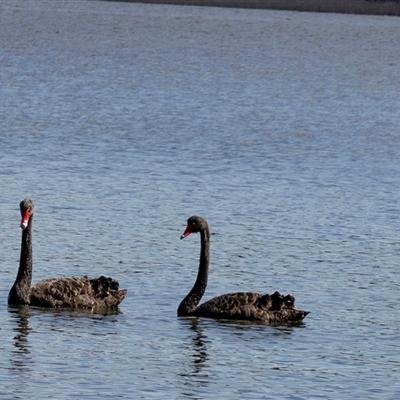 Cygnus atratus (Black Swan) at Wallagoot, NSW - 31 Aug 2025 by AlisonMilton