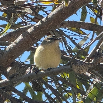 Acanthiza chrysorrhoa (Yellow-rumped Thornbill) at Isabella Plains, ACT - 24 Aug 2025 by gsavage