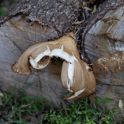 Unverified Cap on a stem; gills below cap [mushrooms or mushroom-like] at Wallagoot, NSW - 31 Aug 2025 by AlisonMilton