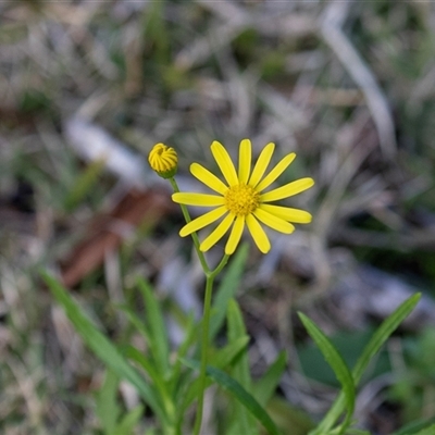 Senecio madagascariensis (Madagascan Fireweed, Fireweed) at Wallagoot, NSW - 31 Aug 2025 by AlisonMilton
