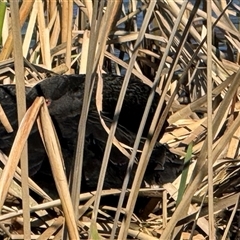 Cygnus atratus (Black Swan) at Isabella Plains, ACT - 24 Aug 2025 by gsavage
