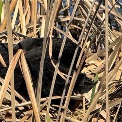 Cygnus atratus (Black Swan) at Isabella Plains, ACT - 24 Aug 2025 by gsavage
