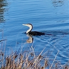 Phalacrocorax varius (Pied Cormorant) at Lyneham, ACT - 2 Sep 2025 by Lisa.Jok