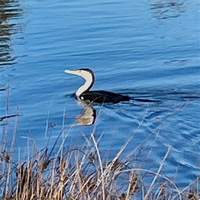Phalacrocorax varius (Pied Cormorant) at Lyneham, ACT - 2 Sep 2025 by Lisa.Jok