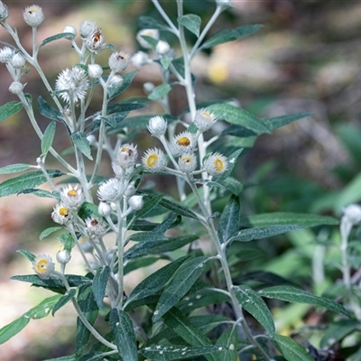 Coronidium elatum (White Everlasting Daisy) at Wallagoot, NSW - 31 Aug 2025 by AlisonMilton