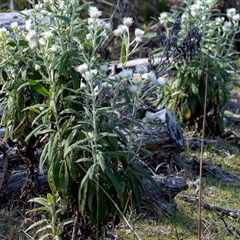 Coronidium elatum at Wallagoot, NSW - 31 Aug 2025 11:42 AM