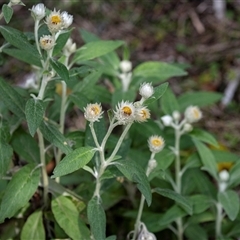 Coronidium elatum at Wallagoot, NSW - 31 Aug 2025 11:42 AM