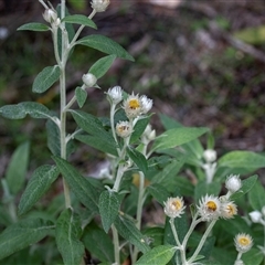 Coronidium elatum at Wallagoot, NSW - 31 Aug 2025 11:42 AM