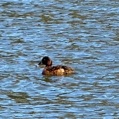 Aythya australis (Hardhead) at Isabella Plains, ACT - 24 Aug 2025 by gsavage
