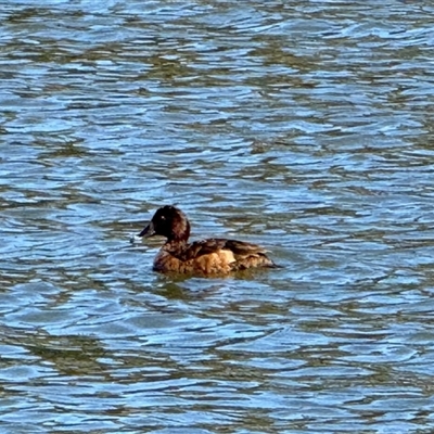 Aythya australis (Hardhead) at Isabella Plains, ACT - 24 Aug 2025 by gsavage