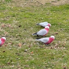 Eolophus roseicapilla (Galah) at Isabella Plains, ACT - 2 Aug 2025 by gsavage