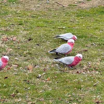 Eolophus roseicapilla (Galah) at Isabella Plains, ACT - 2 Aug 2025 by gsavage
