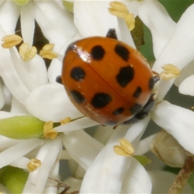 Hippodamia variegata (Spotted Amber Ladybird) at Freshwater Creek, VIC - 2 Dec 2024 by WendyEM