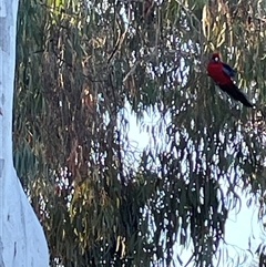 Platycercus elegans (Crimson Rosella) at O'Connor, ACT - 2 Sep 2025 by Lisa.Jok