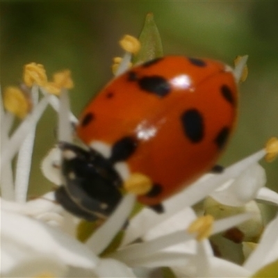Hippodamia variegata (Spotted Amber Ladybird) at Freshwater Creek, VIC - 2 Dec 2024 by WendyEM