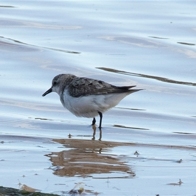 Calidris ruficollis (Red-necked Stint) at Wallagoot, NSW - 31 Aug 2025 by AlisonMilton