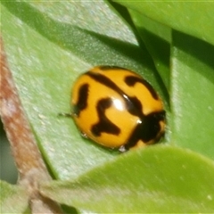 Coccinella transversalis (Transverse Ladybird) at Freshwater Creek, VIC - 2 Dec 2024 by WendyEM