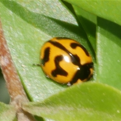 Coccinella transversalis (Transverse Ladybird) at Freshwater Creek, VIC - 2 Dec 2024 by WendyEM