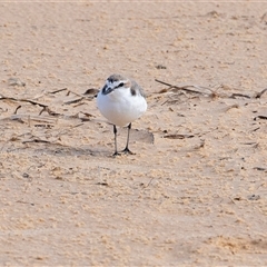 Anarhynchus ruficapillus (Red-capped Plover) at Wallagoot, NSW - 31 Aug 2025 by AlisonMilton
