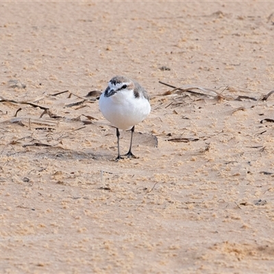 Anarhynchus ruficapillus (Red-capped Plover) at Wallagoot, NSW - 31 Aug 2025 by AlisonMilton
