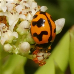 Coccinella transversalis (Transverse Ladybird) at Freshwater Creek, VIC - 2 Dec 2024 by WendyEM
