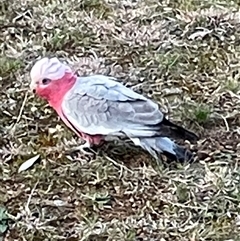 Eolophus roseicapilla (Galah) at Hackett, ACT - 1 Sep 2025 by Lisa.Jok