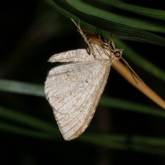 Parosteodes fictiliaria (Dodonaea Moth) at Freshwater Creek, VIC - 4 Dec 2024 by WendyEM