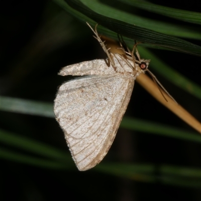 Parosteodes fictiliaria (Dodonaea Moth) at Freshwater Creek, VIC - 4 Dec 2024 by WendyEM