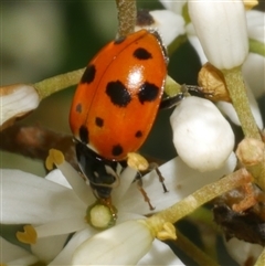 Hippodamia variegata (Spotted Amber Ladybird) at Freshwater Creek, VIC - 5 Dec 2024 by WendyEM