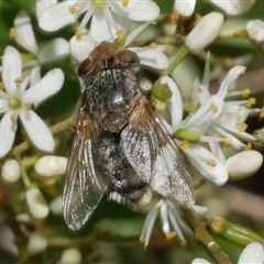 Calliphora sp. (genus) (Unidentified blowfly) at Freshwater Creek, VIC - 5 Dec 2024 by WendyEM