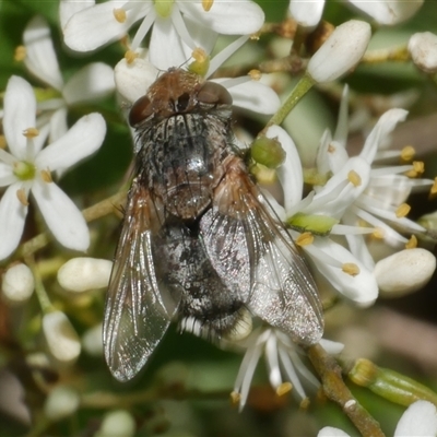 Calliphora sp. (genus) (Unidentified blowfly) at Freshwater Creek, VIC - 5 Dec 2024 by WendyEM