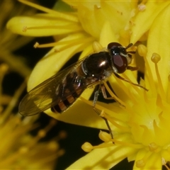 Melangyna viridiceps (Hover fly) at Freshwater Creek, VIC - 5 Dec 2024 by WendyEM