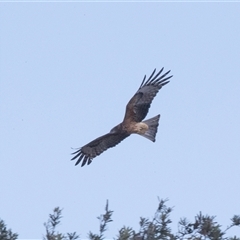 Lophoictinia isura (Square-tailed Kite) at Wallagoot, NSW - 31 Aug 2025 by AlisonMilton