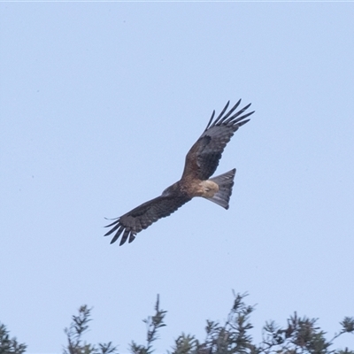 Lophoictinia isura (Square-tailed Kite) at Wallagoot, NSW - 31 Aug 2025 by AlisonMilton
