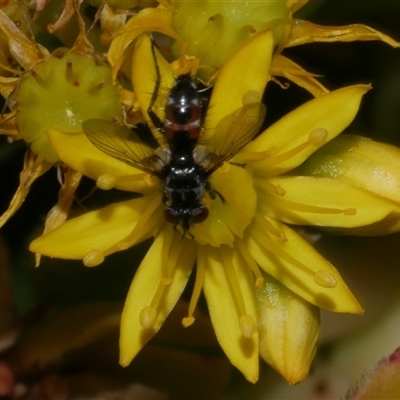 Cylindromyia sp. (genus) (Bristle fly) at Freshwater Creek, VIC - 5 Dec 2024 by WendyEM