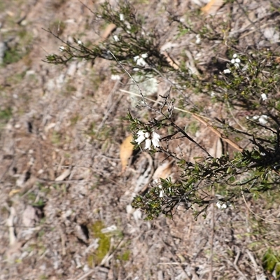 Cryptandra amara (Bitter Cryptandra) at Royalla, NSW - 31 Aug 2025 by DavidDedenczuk