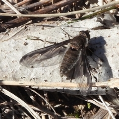 Aleucosia sp. (genus) (Bee Fly) at Royalla, NSW - 31 Aug 2025 by DavidDedenczuk