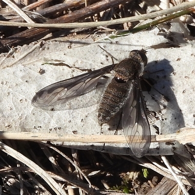 Aleucosia sp. (genus) (Bee Fly) at Royalla, NSW - 31 Aug 2025 by DavidDedenczuk