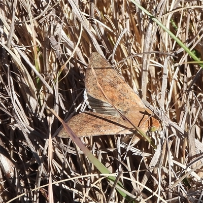 Helicoverpa punctigera (Native Budworm) at Conder, ACT - 31 Aug 2025 by DavidDedenczuk