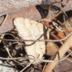 Scopula rubraria (Reddish Wave, Plantain Moth) at Conder, ACT - 31 Aug 2025 by DavidDedenczuk