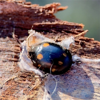 Paropsis obsoleta (Leaf beetle) at Russell, ACT - 2 Sep 2025 by Hejor1